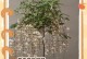茉莉花叶子耷拉了，怎么回事？（探究茉莉花叶子耷拉的原因及处理方法）