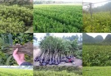 揭秘（探究桂花树的嫁接技术与注意事项）