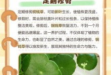 铜钱草叶子不拉的养护秘籍（以铜钱草怎么养，让叶子不再拉长）