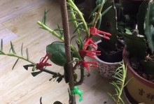 叶仙的养殖方法与注意事项（打造一片绿色的家园，从叶仙开始）