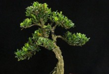 探秘雀舌黄杨开花之谜（开花特征与观赏技巧）