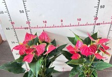红掌花（寻找红掌花的踪迹及其灭绝的原因）