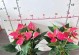 红掌花（寻找红掌花的踪迹及其灭绝的原因）