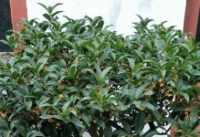 如何在室内养殖桂花（方法与注意事项）