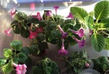 以坐盆法浇水（关键步骤详解，让你的植物茁壮成长）
