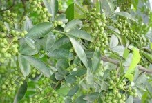 花椒树的寿命与生长特点（探究花椒树的生命力与生态适应性）
