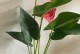 红掌花杆发黄的原因及处理方法（红掌花杆发黄可能原因探究与有效处理方法）