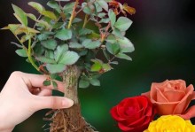 如何养出盛开的玫瑰花（玫瑰花养护秘籍，助你打造花园绝美景观）