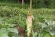 板栗生芽能吃吗？——解析板栗生芽的营养与食用方法