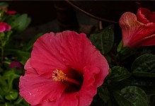 扶桑花的世界（探寻扶桑花的历史、文化与美学）