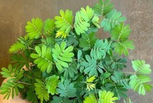 含羞草开花时间与频率（探究含羞草开花周期及其生长环境的影响因素）
