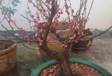 红梅花的养护技巧（打造最美红梅花园的关键步骤）