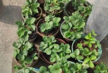 花盆里种植草莓的方法与技巧（打造居家小果园，享受自种草莓的乐趣）