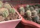仙人球刚的种植技巧（轻松培育美丽的仙人球刚）