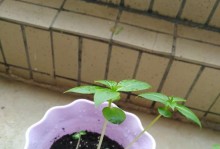 如何正确为凤仙花换土？（凤仙花换土步骤详解）