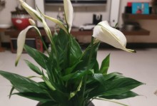 白掌花怎么救活（解决白掌花蔫黄问题的有效方法）