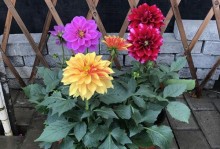 大丽花是多年生还是一年生？（分析大丽花生命周期和特点）