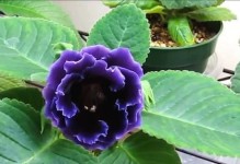 大岩桐花期是什么时候？（探寻大岩桐花期特点和赏花技巧）