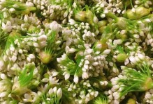 韭花养护与食用指南（韭花栽培、养护、收获及美食体验全攻略）