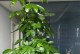发财树新枝如何培育？（掌握关键技巧，让财富不断增长）