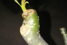 沙漠玫瑰不发芽？教你轻松解决！（挖掘植株病因、选择正确方法、提升养护技巧）