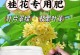 如何为桂花树选择最佳肥料？（桂花树肥料选择技巧及注意事项）