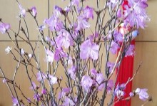 干枝杜鹃开完花后的护理方法（如何让干枝杜鹃长得更加健康美丽？）