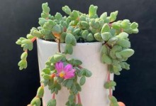 碧玉开花后的养护与处理方法（细节决定养护效果，让碧玉焕发新生命）