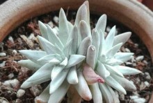白菊多肉（简单易养的多肉植物，适合初学者的养护方法）