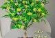 四季桂花长新叶子的方法（掌握正确的养护技巧，让四季桂花焕发新生）