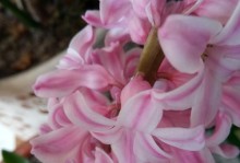 粉色风信子的花语与寓意（探究花语，了解风信子）