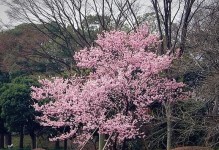 红梅花期多久时间？——解密红梅盛开的奥秘（从观察红梅生长到了解其生态环境，探寻红梅盛开之谜）