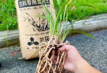 自制兰花土配方，打造兰花专属肥料（打造适合兰花生长的营养土，提高兰花品质）