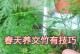 以文竹怎么养？-绿色生活中的养护指南（打造宜居环境，提升生活品质）