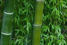 葫芦的生长特点及分类（探秘葫芦的形态特征、生态环境与药用功效）