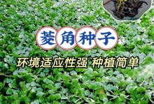 如何种植菱角种子（手把手教你成功种植菱角，收获丰硕的果实！）