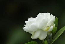 白醋可以浇兰花吗？（探究白醋对兰花的影响）