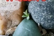 燕子掌叶子上的霉点问题（掌握如何有效防治燕子掌叶子上的霉点）