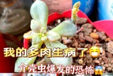 多多肉叶子蔫了怎么办？（解决多多肉叶子蔫的有效方法）