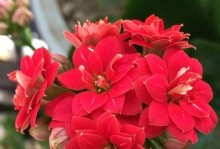 室内耐寒的花卉推荐（选择合适花卉，让室内更美丽）