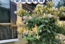 金银花耐寒解析（探秘金银花的抗寒奥秘）