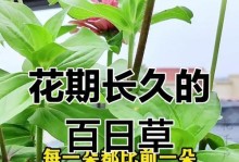 冬天如何种植百日草？（探索百日草在寒冷季节的种植技巧）