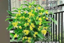 家里种桂花树的风水好处（桂花树的神秘力量与家庭气场的影响）