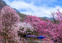 探究木兰的生长周期（从种子到成熟果实，了解木兰的生长历程）