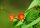 茑萝花的种植与养护（打造美丽花园的秘密武器）