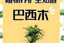 以巴西木为主题的叶子不长新的原因探究（探寻巴西木叶子不长新的关键问题）