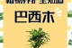 以巴西木为主题的叶子不长新的原因探究（探寻巴西木叶子不长新的关键问题）