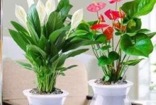 水培盆栽常见品种及养护技巧（打造居家绿意，从水培盆栽开始）