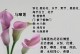 以马蹄莲怎么养根？（打造美丽庭院，从种植马蹄莲开始）