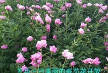 芍药种植指南（打造优美花园，让芍药盛放不停）